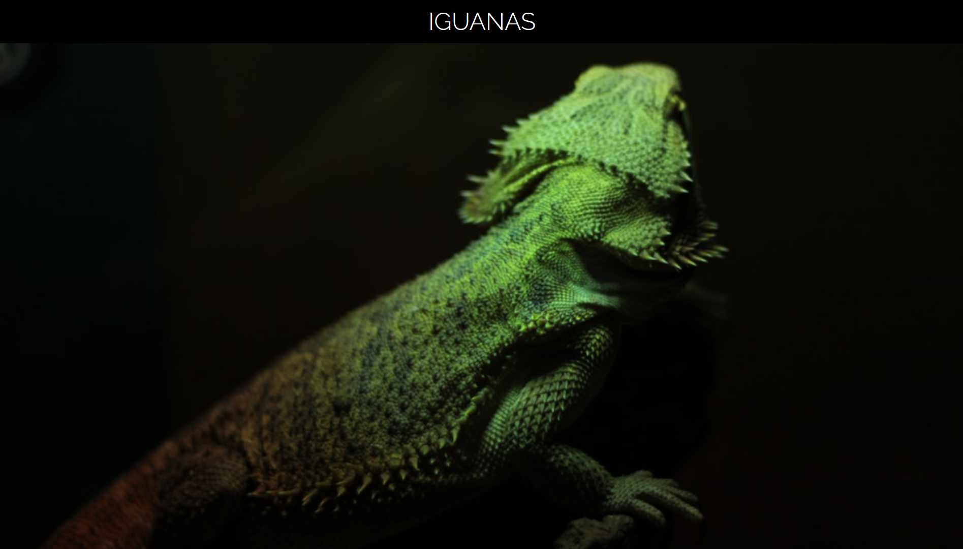 Imagen fondo de pantalla de una iguana